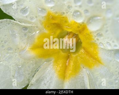 Primrose, Primula vulgaris, fleur couverte de gouttes de pluie Norfolk, mars Banque D'Images