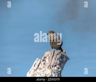 Une femelle à grande queue (Quiscalus mexicanus) dans la réserve naturelle du bassin de Sepulveda à Van Nuys, CA. Banque D'Images