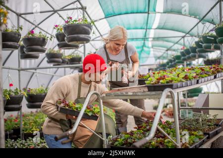 Les travailleurs de pépinière vérifient les plantes en serre Banque D'Images