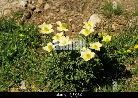 Autriche, Tyrol, anémone alpine jaune Banque D'Images