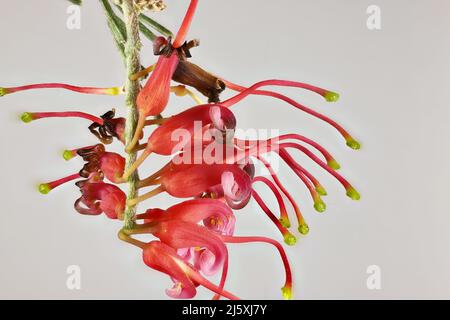 Vue macro de l'inflorescence isolée de Grevillea preissii. Usine australienne Banque D'Images