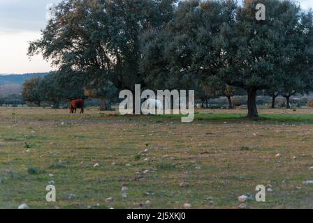 Vaches paissant à côté de chênes à Dehesa de Extremadura au coucher du soleil en hiver horizontal Banque D'Images