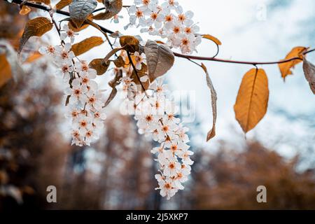 belles fleurs blanches Banque D'Images
