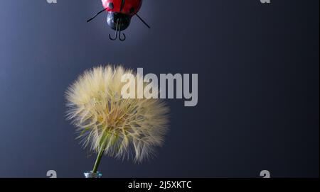 image amusante d'un coccinelle en peluche qui tombe sur une pissenlit géante ou salsify sur fond gris concept de printemps été avec espace de copie. Banque D'Images