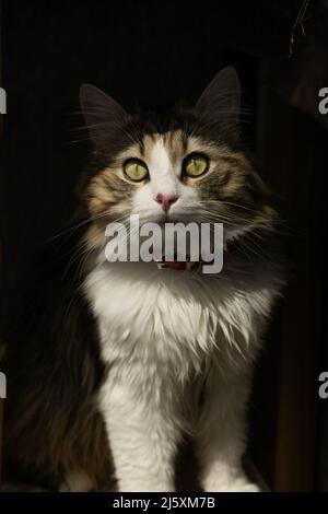 un beau chat à poil long est assis au soleil éclatant. photo contrastée d'un chat domestique. Banque D'Images