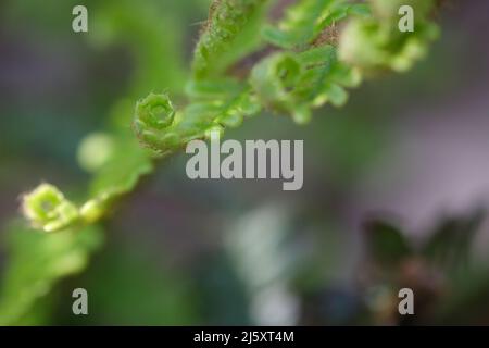 Très beau gros plan de jeune bourgeon sauvage vert frais en forme de spirale, mise au point macro sélective. Feuille de fougères en forêt, macro avec dof peu profond Banque D'Images