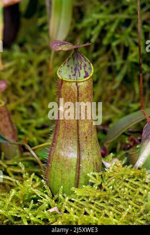 Grazile Kannenpflanze (Nepenthes gracilis) fleischfressende tropische Pflanze im Regenwald, Borneo, Malaisie | plante de pichet ou d'argileuse gracilis Banque D'Images