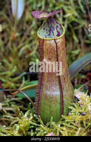 Grazile Kannenpflanze (Nepenthes gracilis) fleischfressende tropische Pflanze im Regenwald, Borneo, Malaisie | plante de pichet ou d'argileuse gracilis Banque D'Images