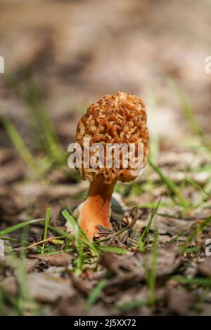 Vrai morel, Morchella esculenta champignons comestibles. Andalousie, Espagne. Banque D'Images