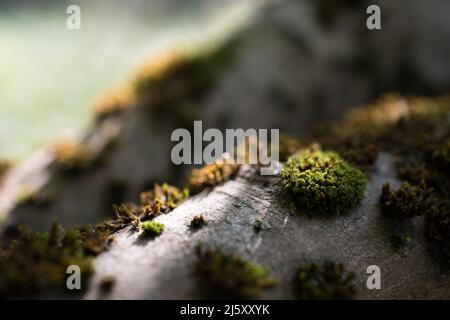 Gros plan d'un arbre tombé avec de la mousse verte en croissance pendant l'été. Arrière-plan de la forêt de conte de fées. Banque D'Images