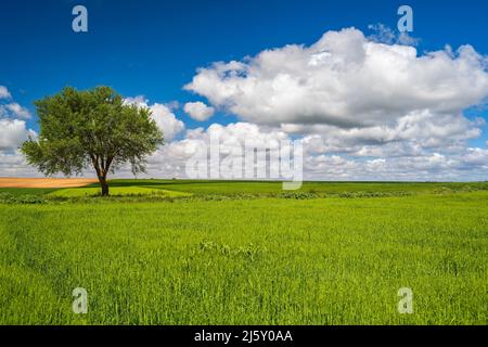 Paysage rural pittoresque de printemps, Castilla-la Mancha, Espagne Banque D'Images