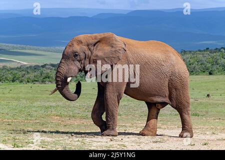 Taureau d'éléphant de brousse africain (Loxodonta africana) avec tusk cassé dans le parc national de l'éléphant d'Addo, Gqeberha, province du Cap oriental, Afrique du Sud Banque D'Images