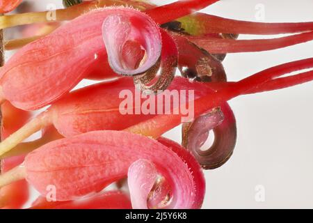 Vue super macro de l'inflorescence isolée de Grevillea preissii. Usine australienne Banque D'Images