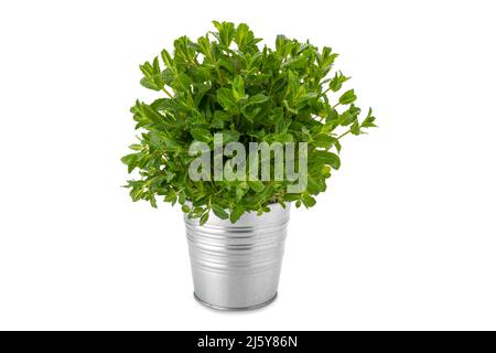 Plante de menthe dans un vase étain isolé sur fond blanc, espace de copie Banque D'Images