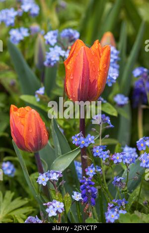 Orange Tulips la princesse Irene et oublier moi pas des fleurs dans le jardin Banque D'Images