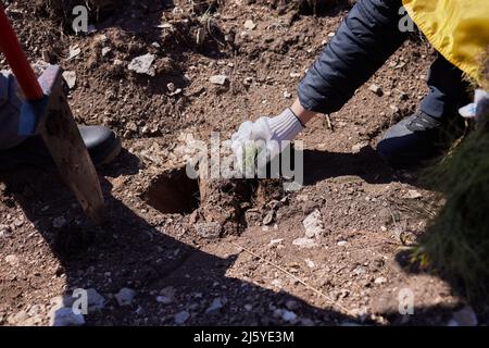 Forêts de boisement et de reboisement. Le jeune pin planta la repousse sur une parcelle de terre sablonneuse, le pin saulant. Petits arbres en été Banque D'Images