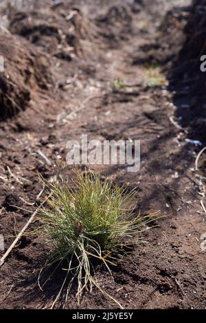 Forêts de boisement et de reboisement. Le jeune pin planta la repousse sur une parcelle de terre sablonneuse, le pin saulant. Petits arbres en été Banque D'Images