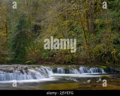 Cascade sur Sweet Creek, forêt nationale de Siuslaw, montagnes Coast Range, Oregon. Banque D'Images