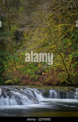 Cascade sur Sweet Creek, forêt nationale de Siuslaw, montagnes Coast Range, Oregon. Banque D'Images