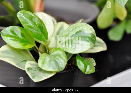 Peperomia obtusifolia, usine de caoutchouc pour bébés ou usine Pepper face ou PIPERACEAE Banque D'Images
