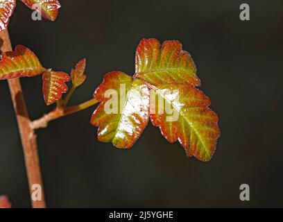 Les feuilles vert vif et rougeâtre du chêne poison du Pacifique, ou de l'ouest (Toxicodendron diversilobum), poussant dans une forêt pluviale tempérée de l'ouest Banque D'Images