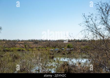 Les chevaux Camargue sont vraiment beaux et charmants Banque D'Images