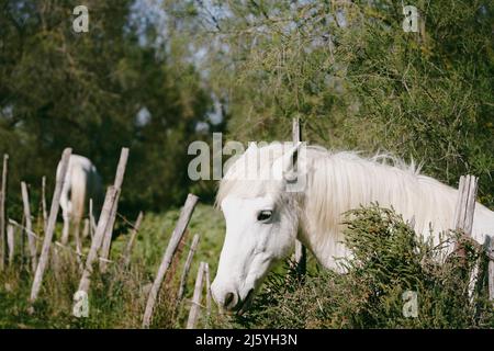 Les chevaux Camargue sont vraiment beaux et charmants Banque D'Images