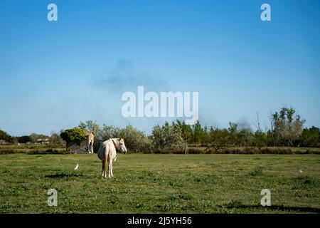 Les chevaux Camargue sont vraiment beaux et charmants Banque D'Images