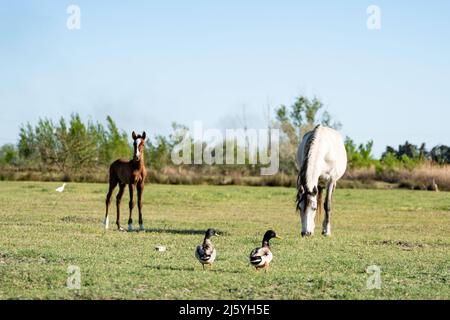 Les chevaux Camargue sont vraiment beaux et charmants Banque D'Images