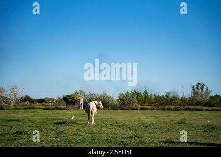 Les chevaux Camargue sont vraiment beaux et charmants Banque D'Images