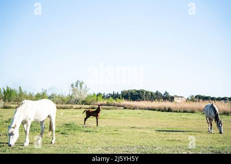 Les chevaux Camargue sont vraiment beaux et charmants Banque D'Images