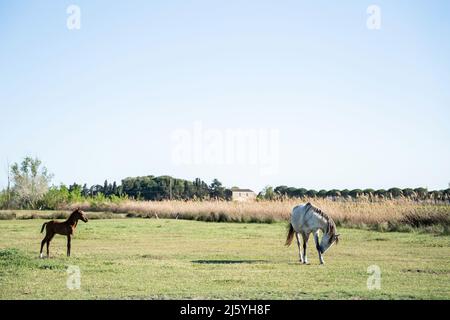 Les chevaux Camargue sont vraiment beaux et charmants Banque D'Images