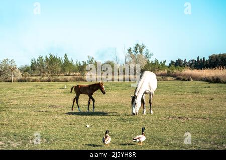 Les chevaux Camargue sont vraiment beaux et charmants Banque D'Images