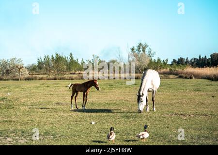 Les chevaux Camargue sont vraiment beaux et charmants Banque D'Images