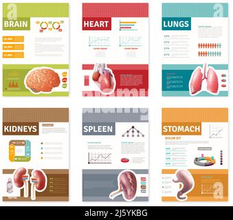 Petits organes humains internes colorés avec bannières de description isolées dessus illustration vectorielle plate sur fond blanc Illustration de Vecteur