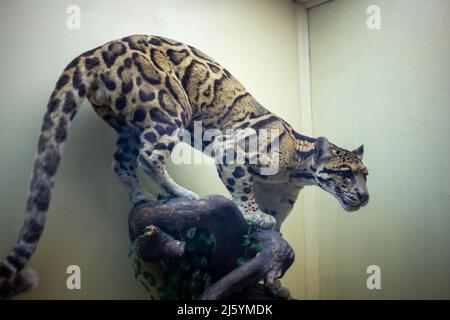 Animal sauvage bourré réaliste dans le musée Banque D'Images