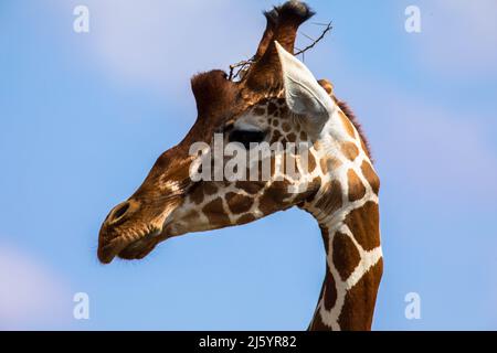 Girafe dans la savane contre le ciel bleu. Portrait, gros plan Banque D'Images