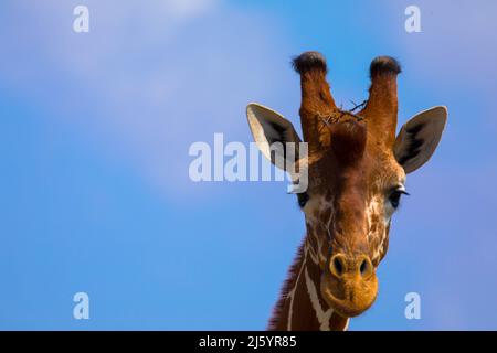 Girafe dans la savane contre le ciel bleu. Portrait, gros plan Banque D'Images