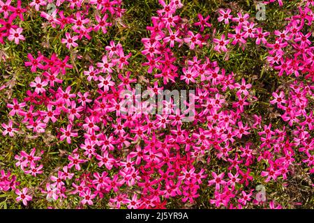 Phlox subulata - phlox rampant, phlox de mousse, rose de mousse ou phlox de montagne Banque D'Images