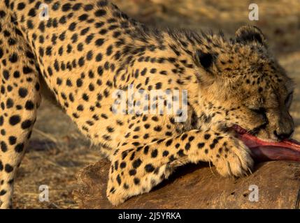 Cheetah dans l'habitat naturel est en train de manger une proie. Vu par la route de jeu en Afrique du Sud. Gros plan Banque D'Images