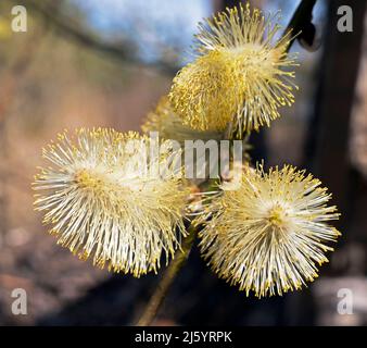 Willow Catkins en gros plan Banque D'Images