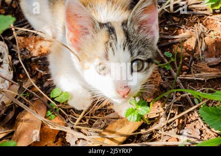 Un chaton avec deux yeux de couleur différente est couché sur le dessus des feuilles séchées sur le sol d'où il regarde vers le haut. Banque D'Images