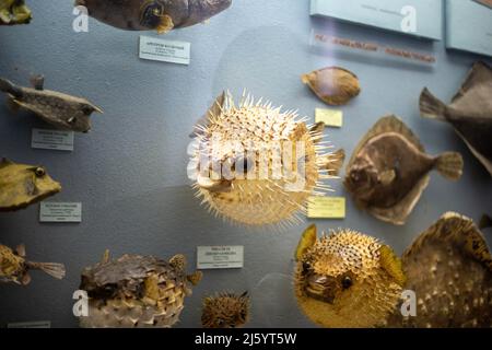 Animal sauvage bourré réaliste dans le musée Banque D'Images