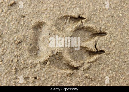 Empreinte de chien dans le sable humide Banque D'Images