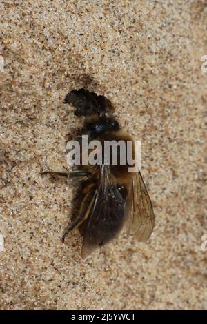 Vernal Mining Bee Colletes cunicularius - à l'entrée du terrier de nid, Sefton Coast, Royaume-Uni Banque D'Images