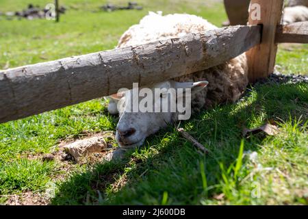 Le visage des moutons donne sur une clôture en bois à rail fendu par temps ensoleillé, dans un pâturage en herbe verte sans personne et espace de copie. Banque D'Images