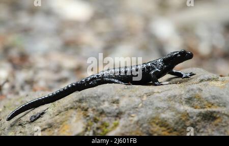 Salamandre alpin noir dans les alpes autrichiennes Banque D'Images