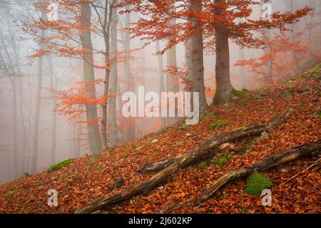 Forêt de hêtres automnaux brumeux dans les montagnes de Mala Fatra, Slovaquie. Banque D'Images