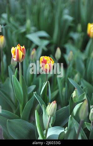 Rouge aux bords jaunes tulipes de Triomphe (Tulipa) Hennie vander la plupart fleurissent dans un jardin en mars Banque D'Images