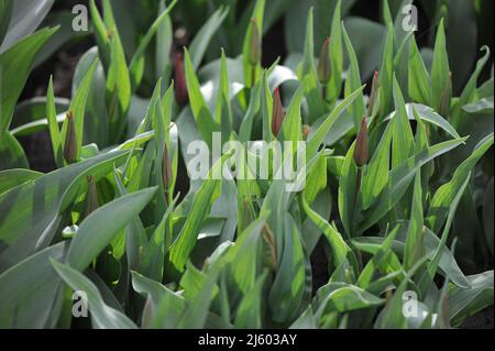 Tulipes rouges à fleurs de nénuphars (Tulipa) Isaac fleur chic dans un jardin en mars Banque D'Images